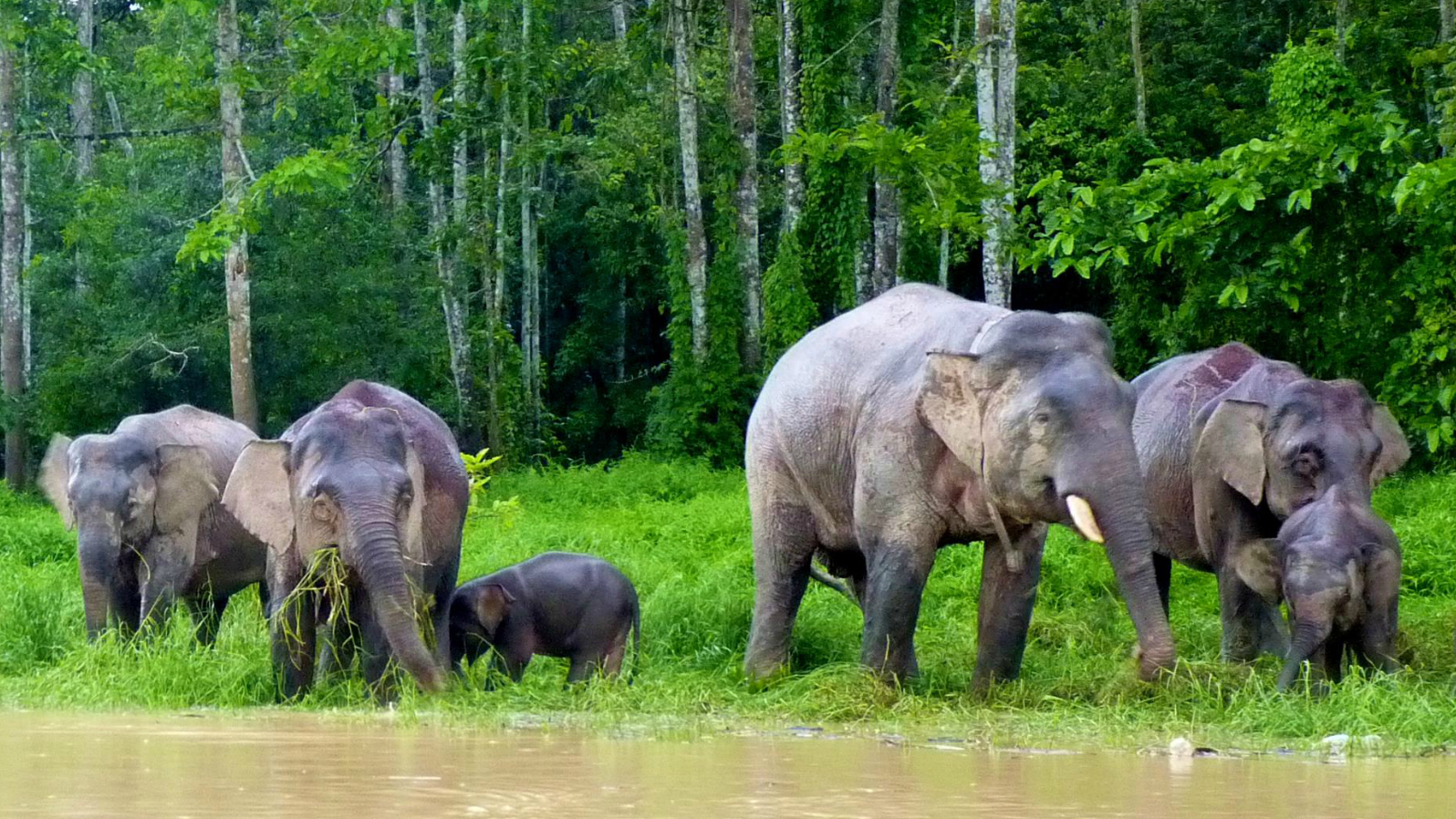 Restoring Tropical Rainforests News Cardiff University