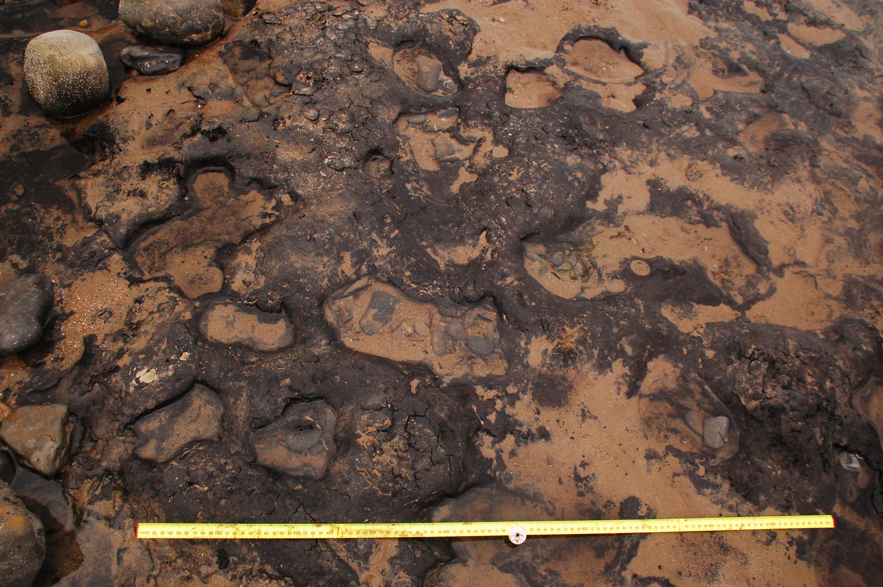 Rare Prehistoric Footprints Redefined As 7000 Years Old News