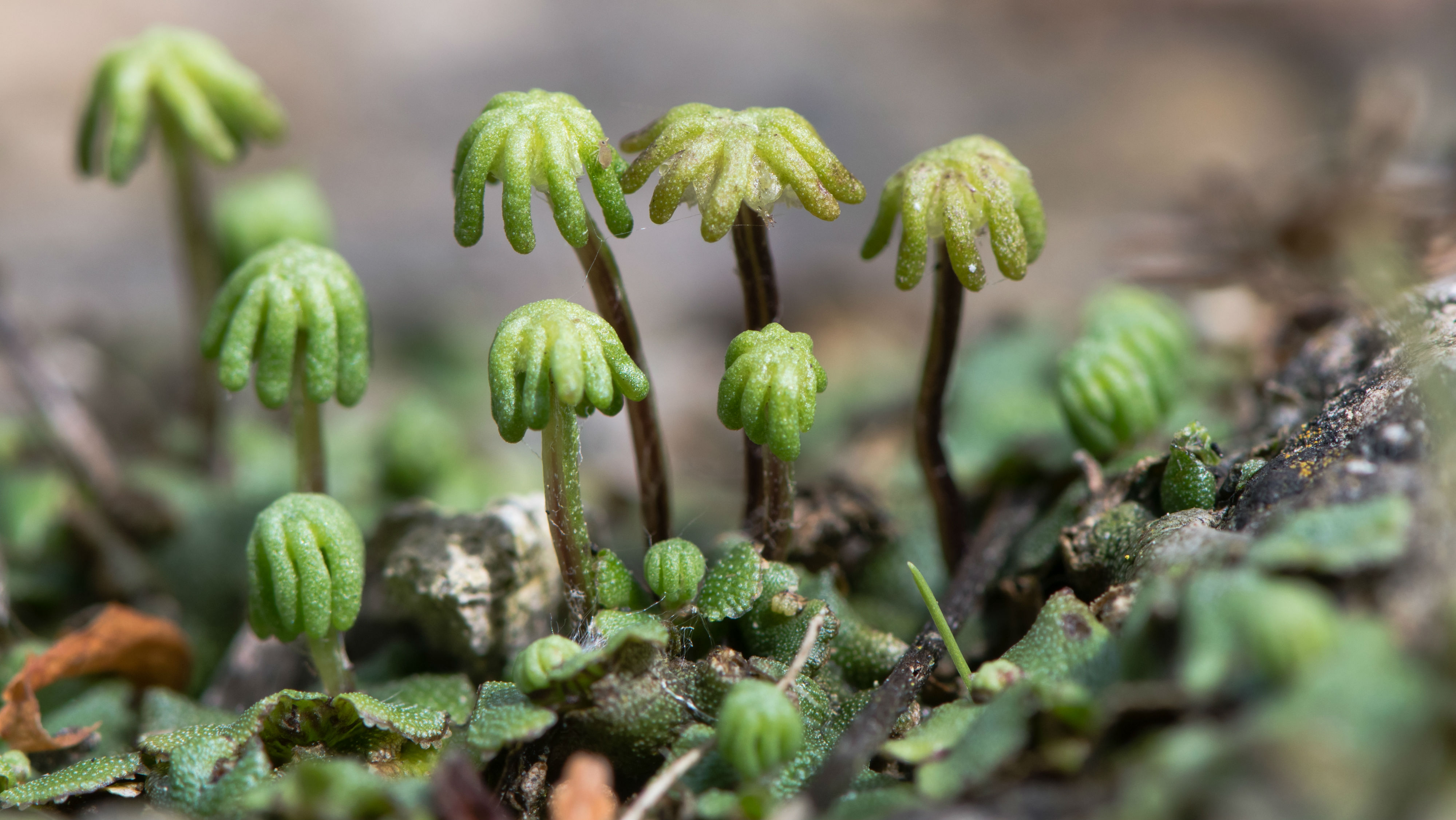 Complex Plants Were First To Conquer Land News Cardiff University