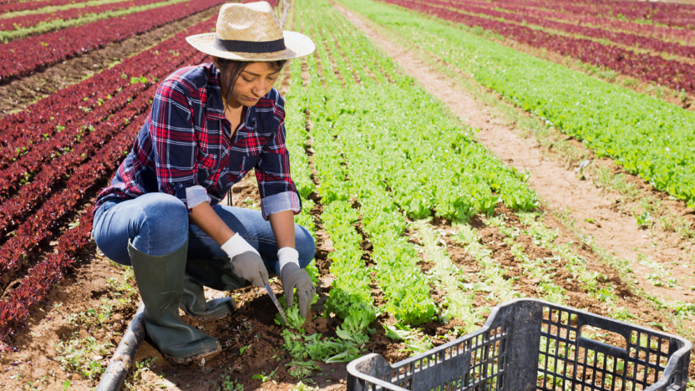 Breakthrough In The Fight To Replace Pesticides - News - Cardiff University