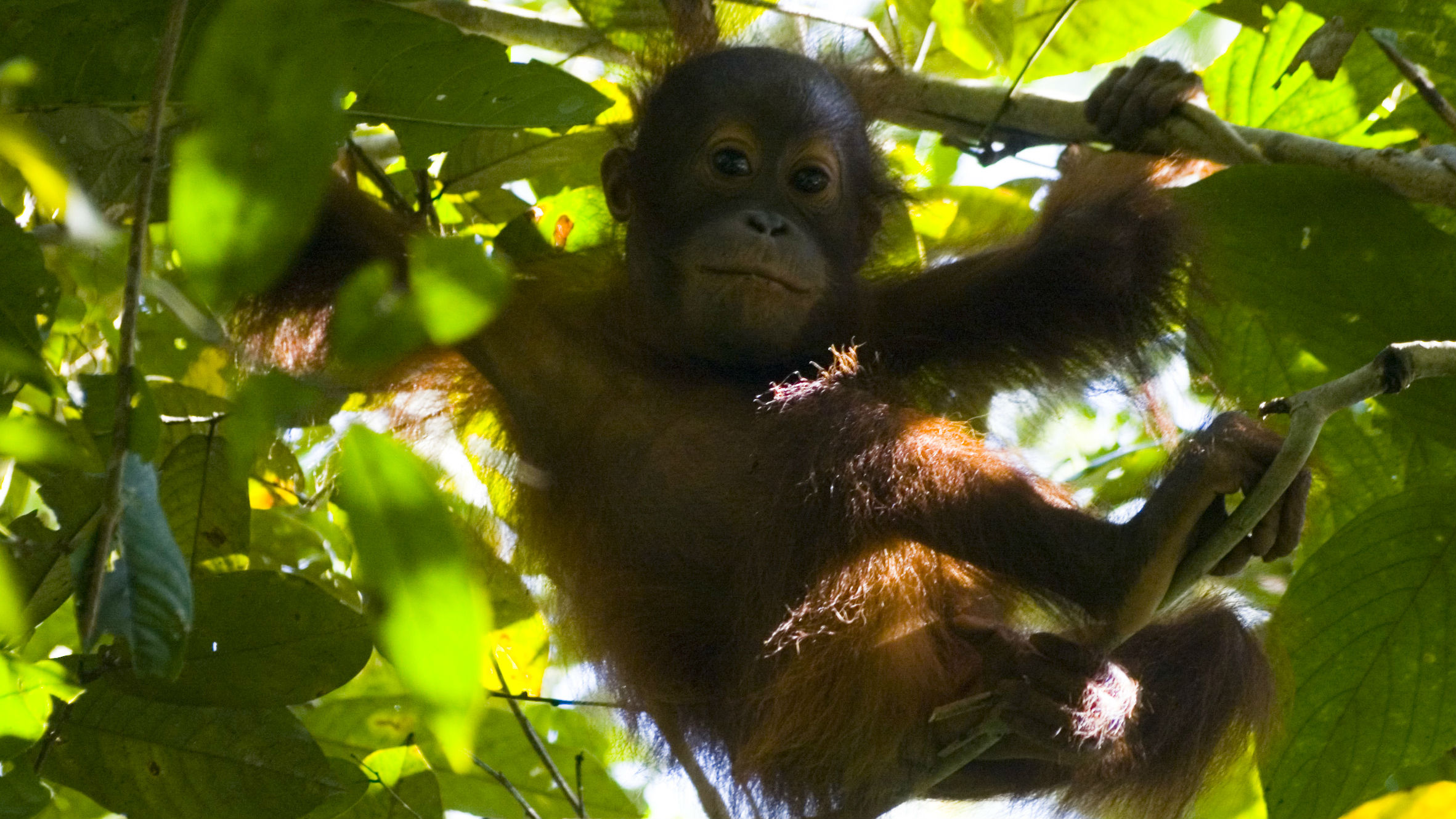 Orangutans in Sabah have a better future - News - Cardiff University