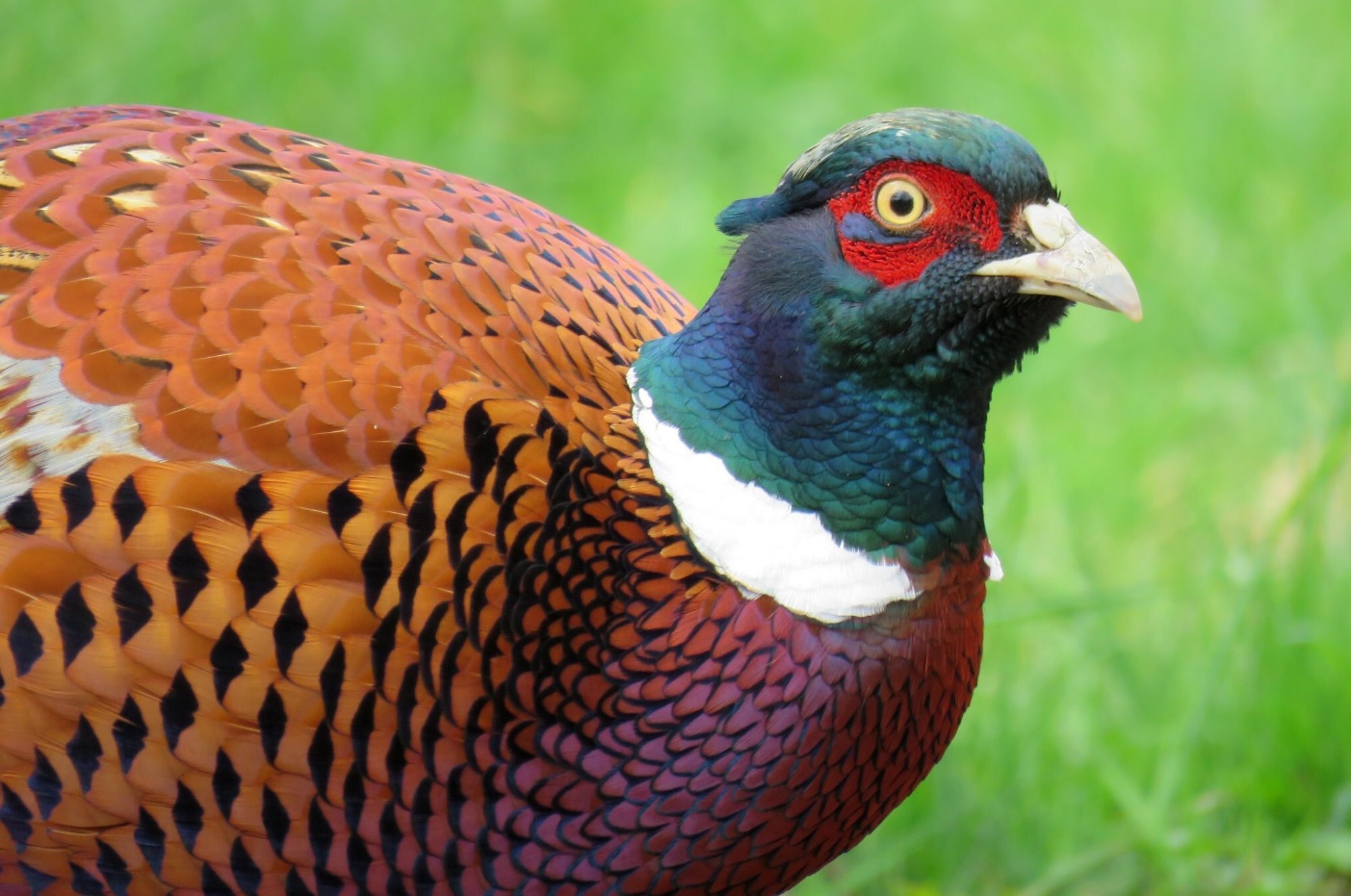 How pheasant hunting can save rural Iowa, farming and the environment