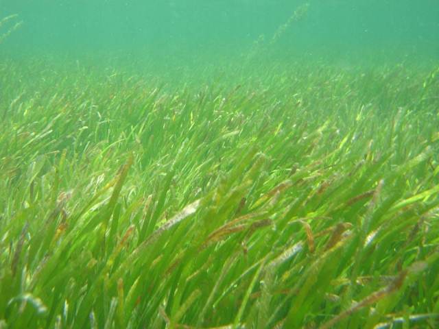 Seagrass - Research - Cardiff University