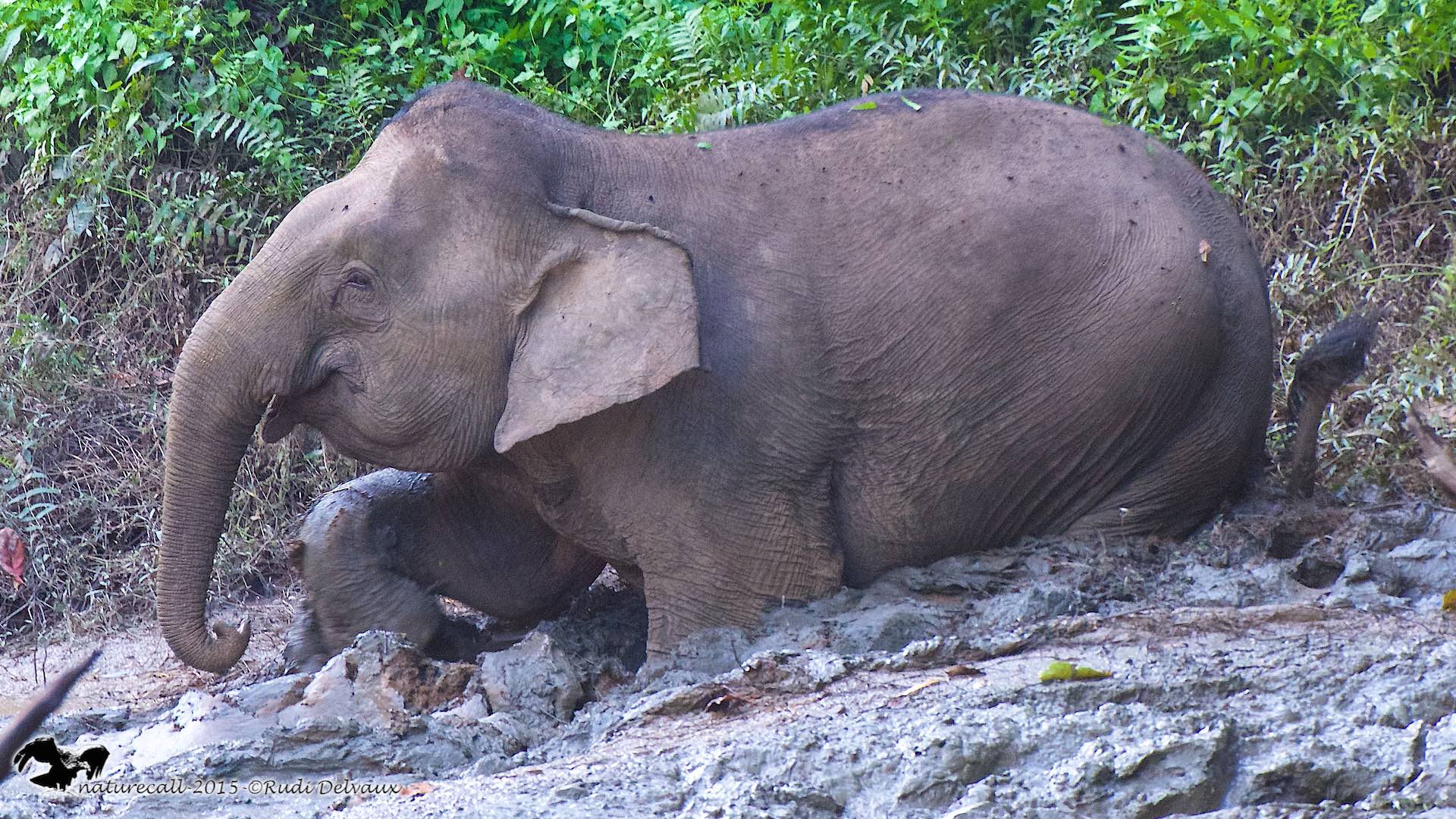 Borneo S Elephants Under Threat News Cardiff University   Elephant 