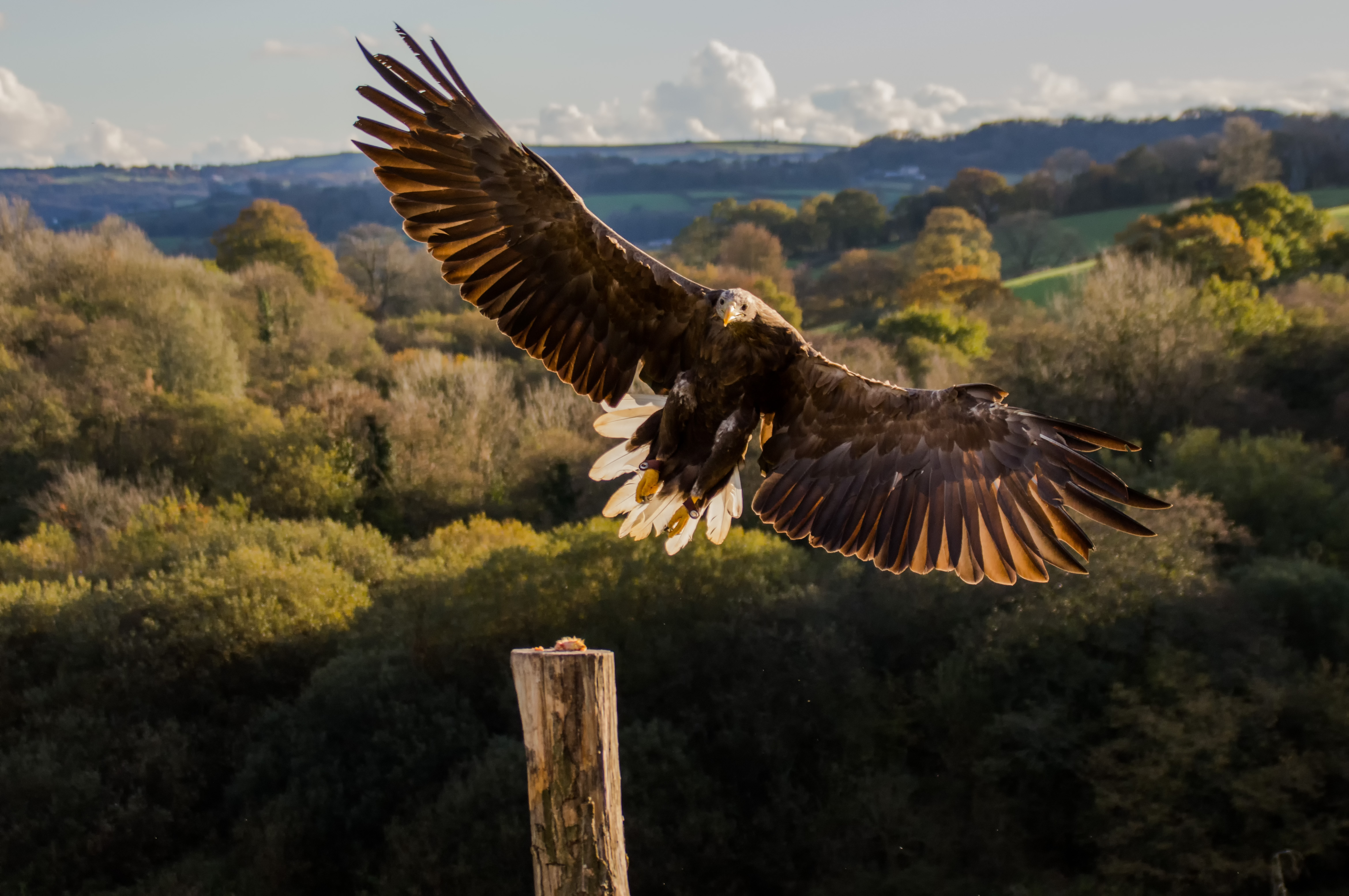 Sea Eagle Successfully Fledges In Cork For First Time In 125